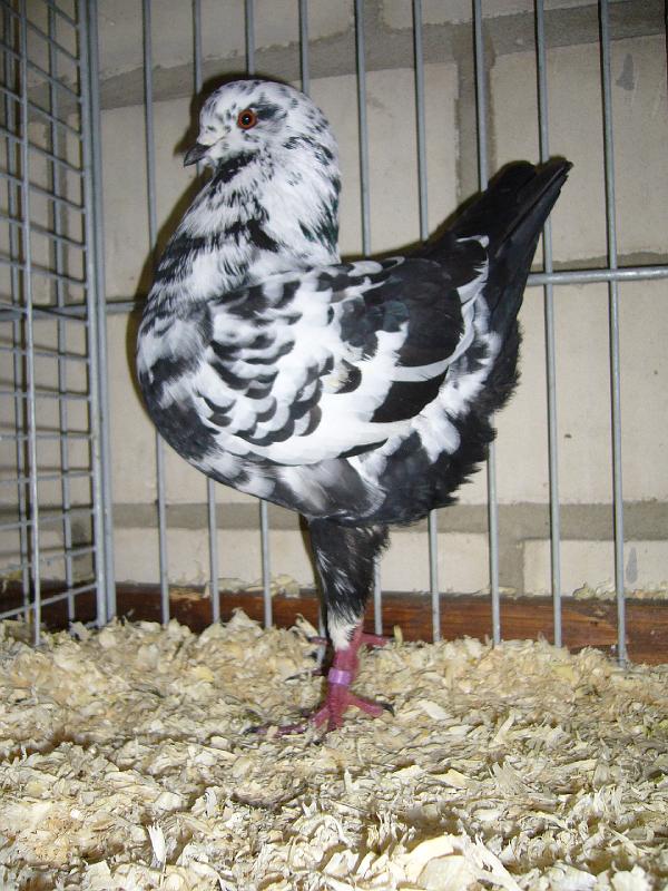 Mastholte 2008 089.jpg - Deutsche Modenerser Schietti schwarz-tiger von Nathalie Mertensotto Preis HV 96 Pokal